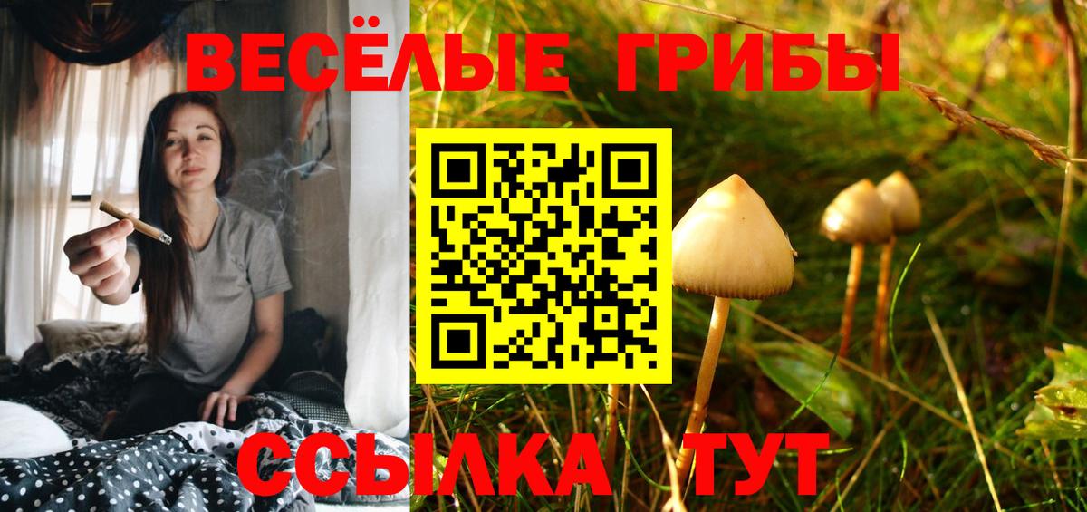 Боровичи  Псилоцибиновые грибы Cubensis  Вход с VPN 